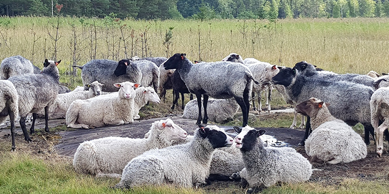 Lampaita laitumella korkean heinikon vieressä.