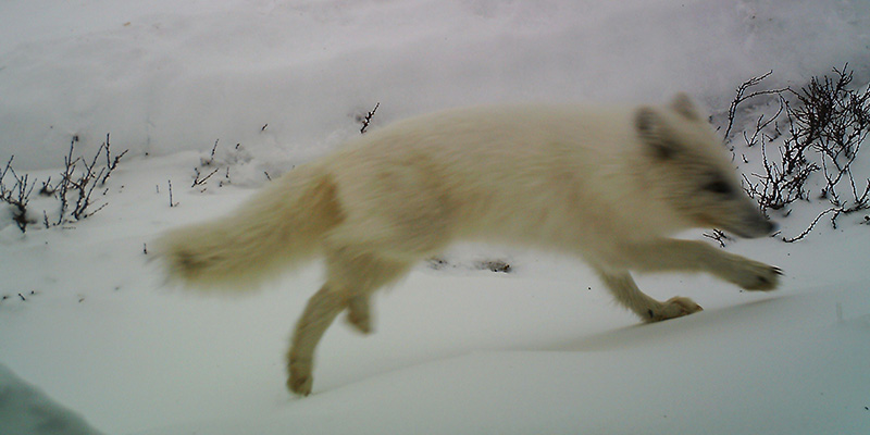 En fjällräv springer förbi en viltkamera.