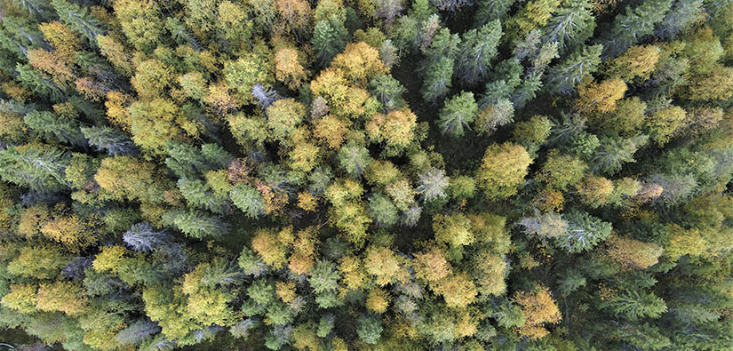 Ilmakuva syksyisestä metsästä, jossa kasvaa kuusia ja koivuja.