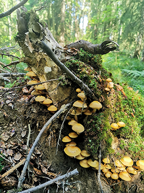 Kymmeniä koivunkantosienen itiöemiä kasvaa lahokannon kyljessä, kuva: Asta Ervola