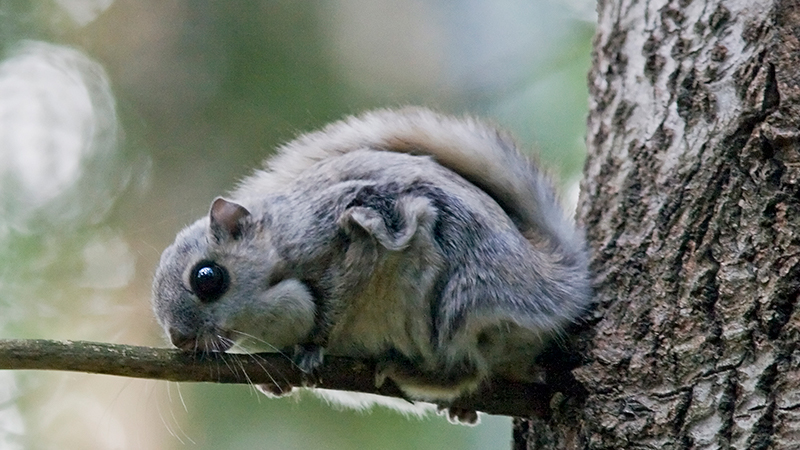 Liito-orava makaa haavanoksalla.