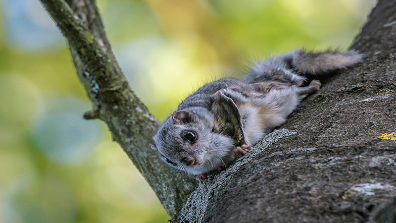 A small squirrel with big eyes and small ears on a tree.