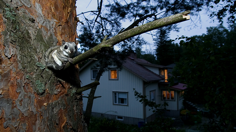 Aikuinen liito-orava puussa, taustalla näkyy omakotitalo lähellä illalla.