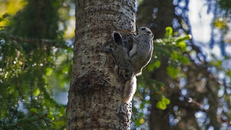 Flying squirrel female with a cub on an aspen trunk.