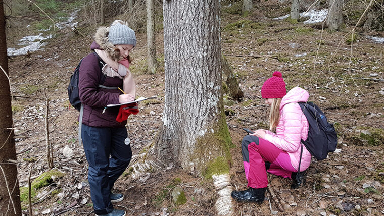Kaksi ihmistä on tutkimassa liito-oravan papanoita puun juurella.