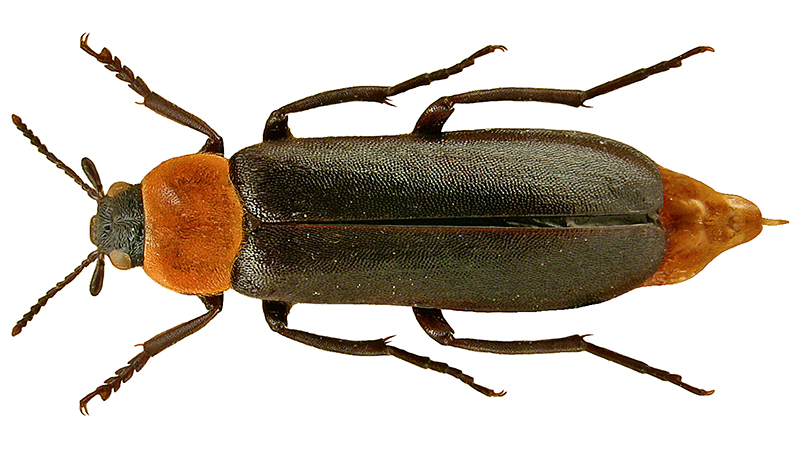 Lajikuva kaskikeijusta phryganophilus ruficollis