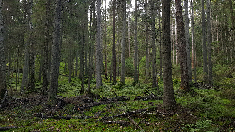 Lähekkäin kasvavia suuria kuusia ja maassa sammalta ja maatuvia puunrunkoja.