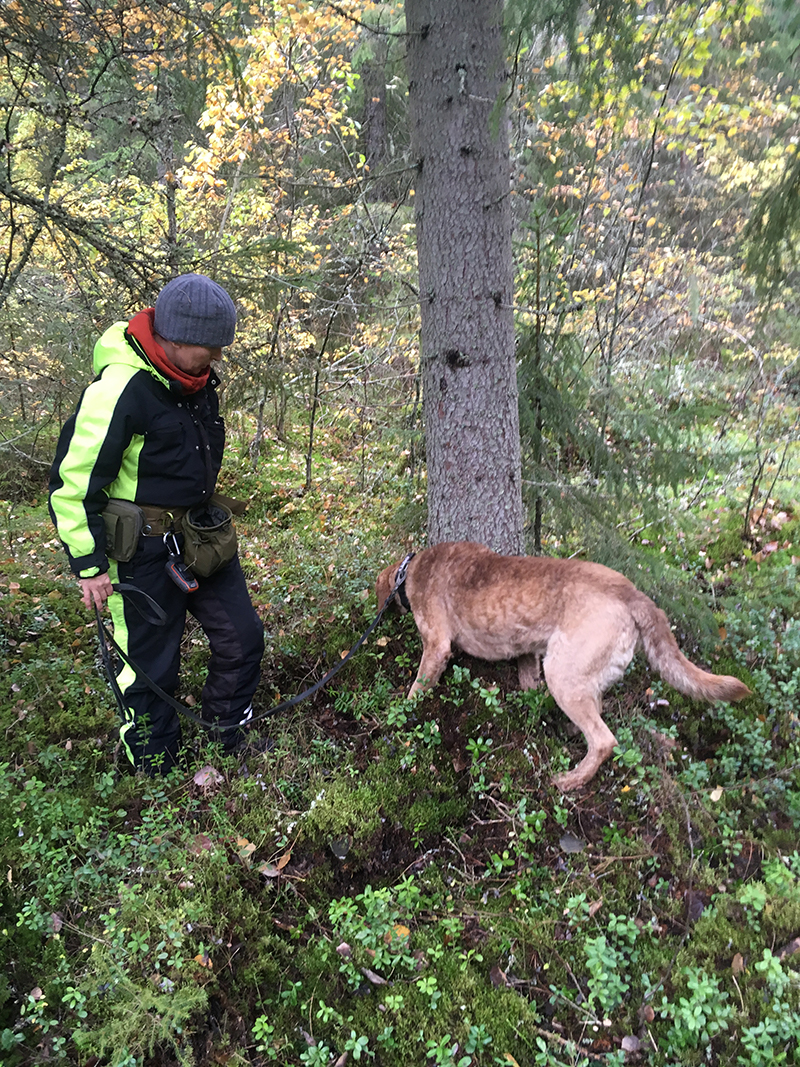 A dog is smelling the ground at the foot of the tree. The dog handler stands next to the dog.