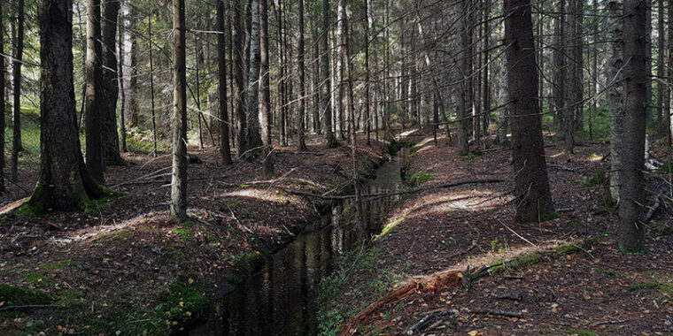 Suora oja metsässä kuusien alla.