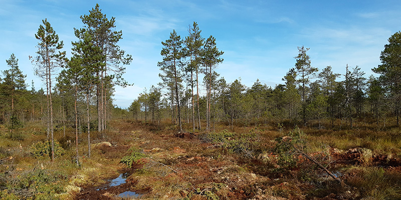 Suolla oja täytetty maa-aineksella. Mäntyjä kasvaa tiheässä ojalinjan ympärillä.