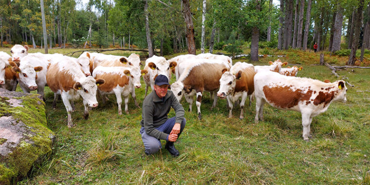 Lehmiä metsälaitumella, niiden edessä mies kyykyssä katsomassa kameraan.