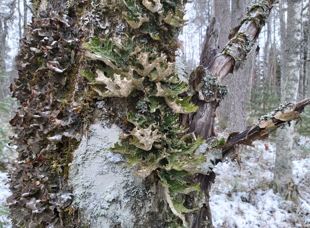 Raidankeuhkojäkälä monikäyttömetsässä. Kuva: Keijo Kallunki