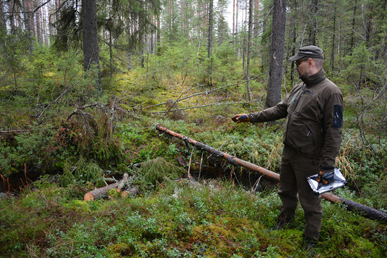 Suunnittelija Arto Nygren esittelee puroon siirrettyjä puita 