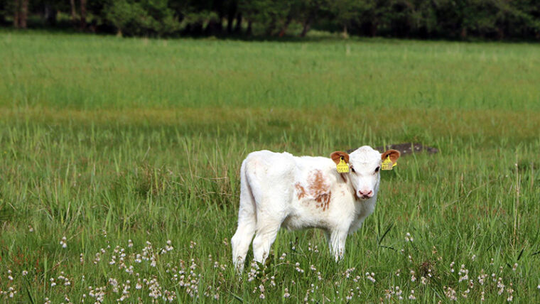 Vaalea lehmän vasikka laitumella kesällä.