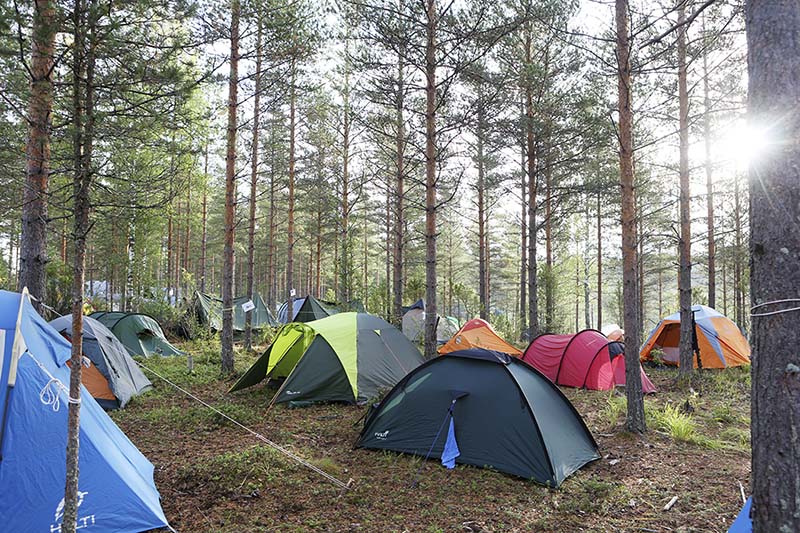 Useita telttoja harvassa mäntymetsässä puiden lomassa.