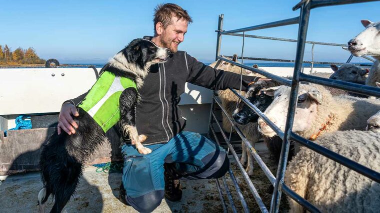 en hund och en man tittar på får, i bakgrunden havet.