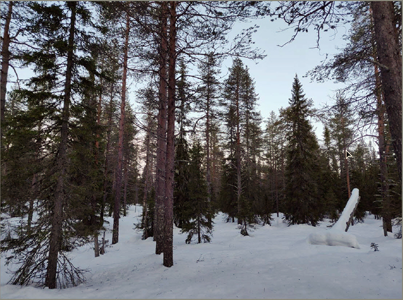 Talvista metsää Taivalkosken Kivilammelta. Kuva Markus Junttila