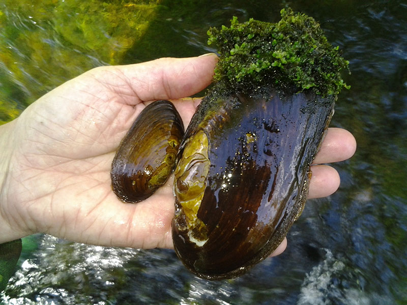 Kädessä on kaksi simpukkaa. Toinen on melko pieni alle peukalon mittainen ja toinen suuri lähes kämmenen kokoinen. Suuren simpukan pinnalla kasvaa sammalta.