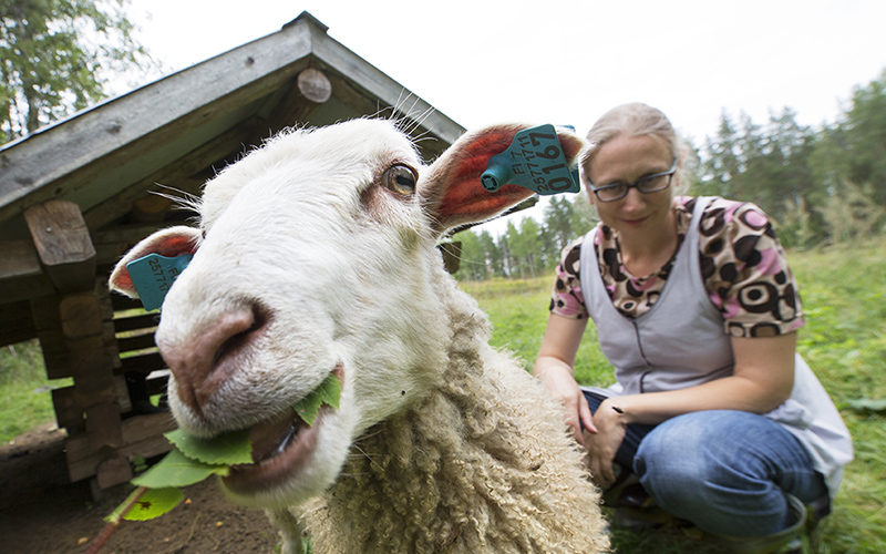 Lammas ja sen takana kyykyssä nainen katselee lammasta hymyillen.