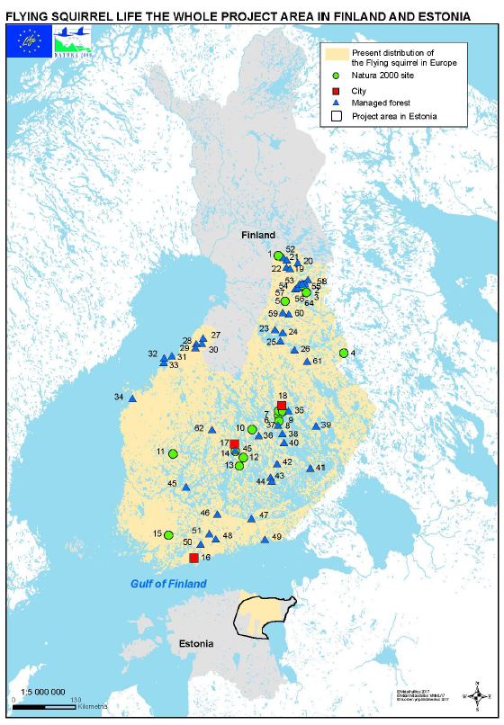 En karta som visar de över 50 projektområdena och utbredningsområdet för flygekorren. I Finland finns arten i väst upptill Norra Österbottens södra gräns och i öst till gränsen mellan Kajanaland och Koillismaa, i Estland i nordöstra delen av landet..