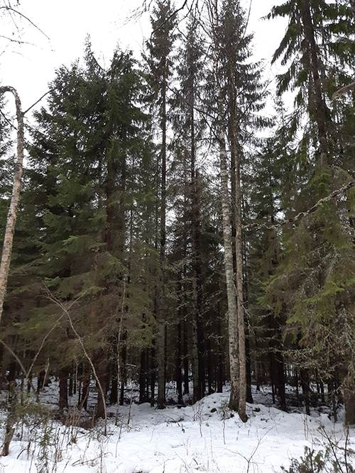 Multian liito-orava Life -kohde. Kuva Frida Bkörkman