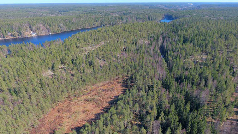 Suoalue metsän keskellä ilmasta kuvattuna, takana järvi.