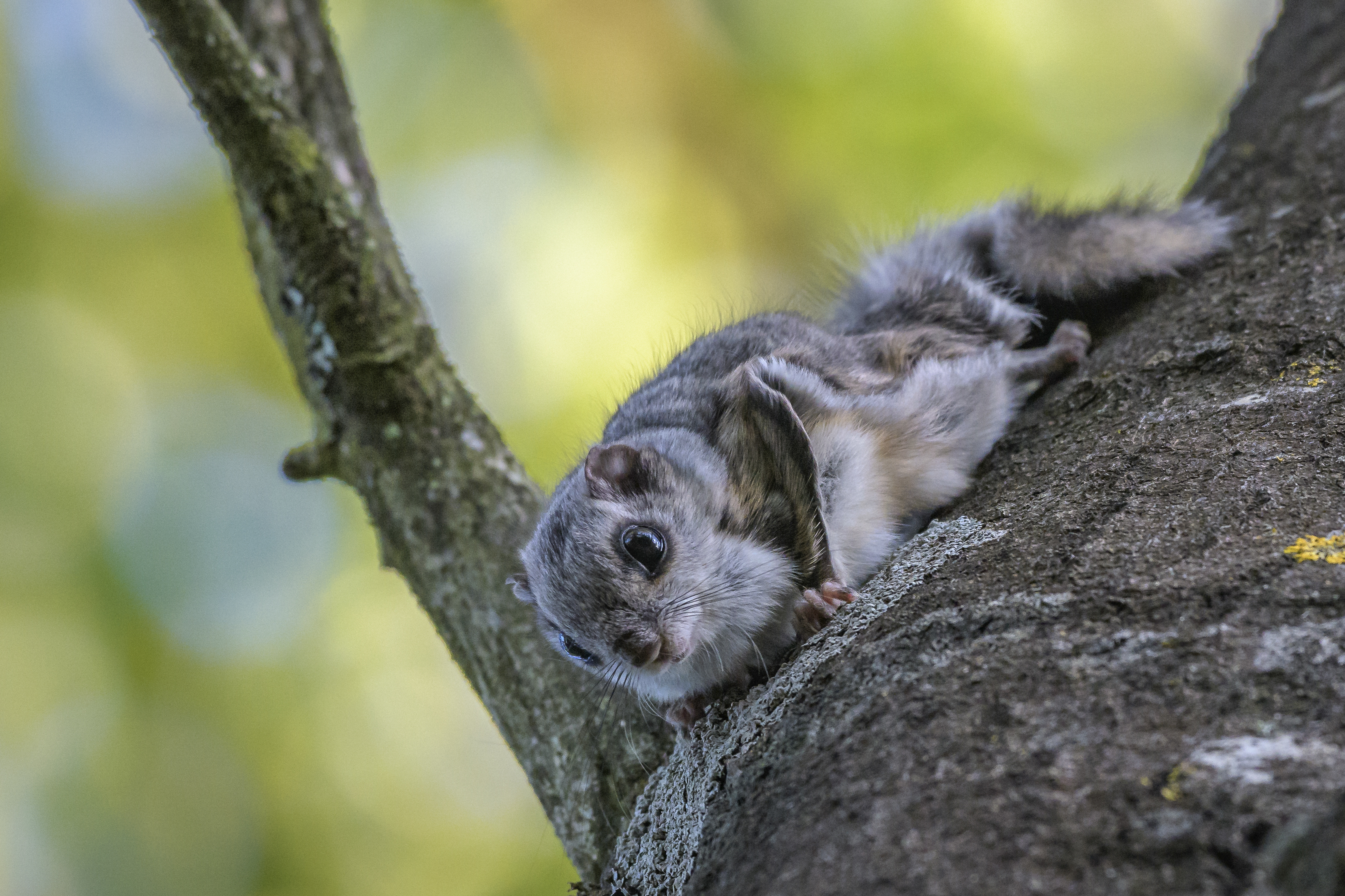Flying squirrel climbing on an aspen tree