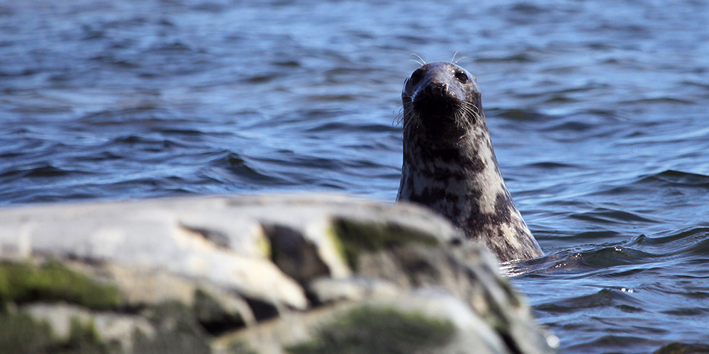 En säl kikar bakom en sten i havet.