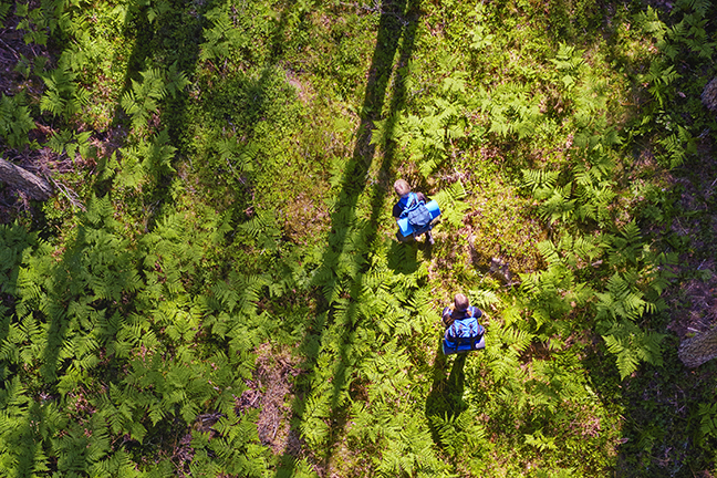 Hikers in a state multipurpose forest as seen from a bird’s eye view. Photo: Mikko Törmänen