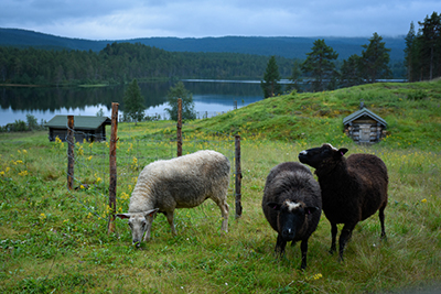 Får betande på ängen. Bakom dem en bred älv samt fjällandskap.