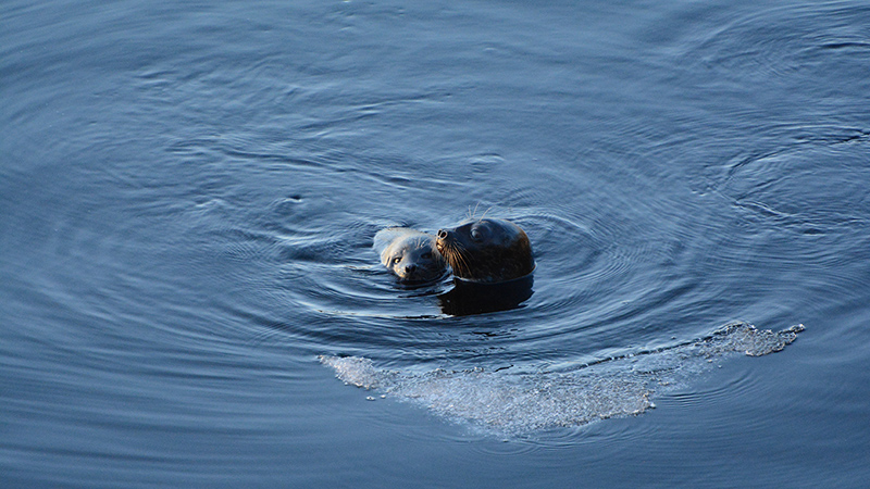 Two seals in the water, peeking out.