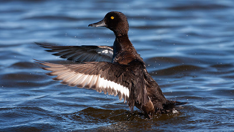 En andfågel reser sig från sjön med öppnade vingar.