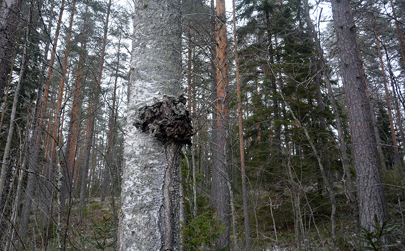 Pakuri monikäyttömetsän koivussa