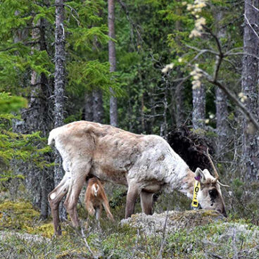 Poron kaltainen aikuinen metsäpeura ja poikanen metsässä.