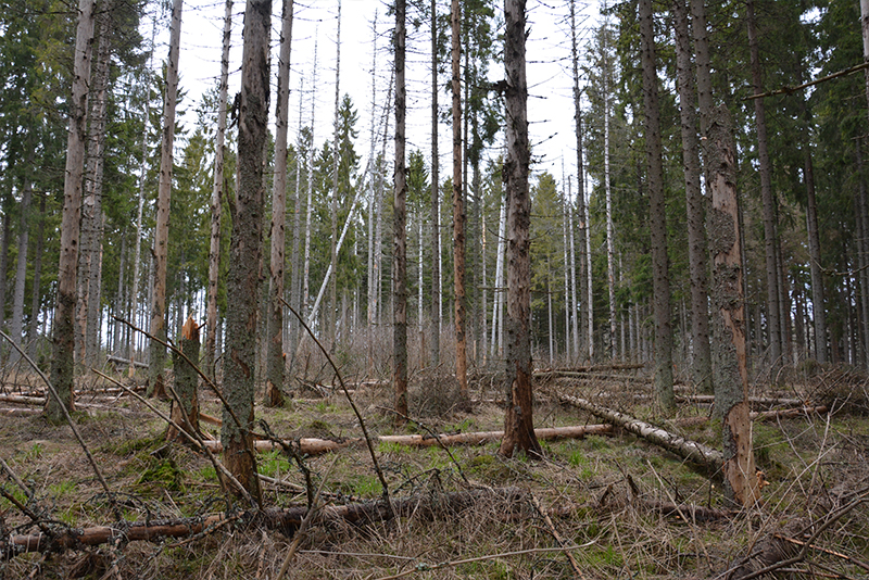 Vetikon metsätuhoalue, kaarnakuoriaisten ja sienitautien tappamia puita. Kuva Keijo Kallunki