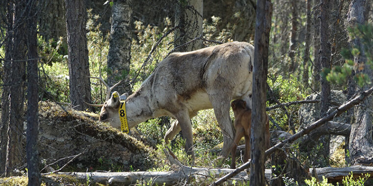 Metsäpeura panta kaulassa, poikanen aikuisen alla.