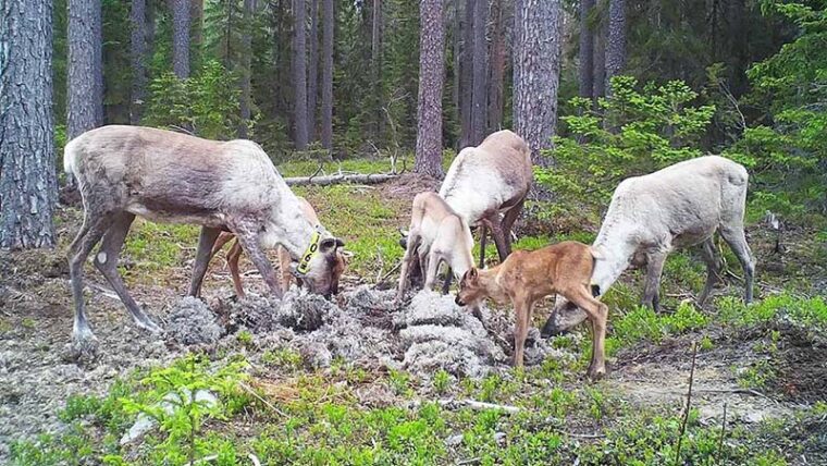 Kolme metsäpeuravaadinta vasoineen metsässä syömässä sinne tuotua jäkälää.