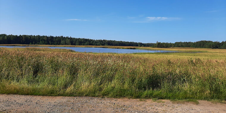 Korkeaa ruokoa kasvaa vesialueen rannalla. Edessä polku, takana merenlahtea.