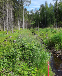 Oja, jonka rannoilta kaadettu puita, reunoilla kasvaa kasveja. Taustalla metsää.