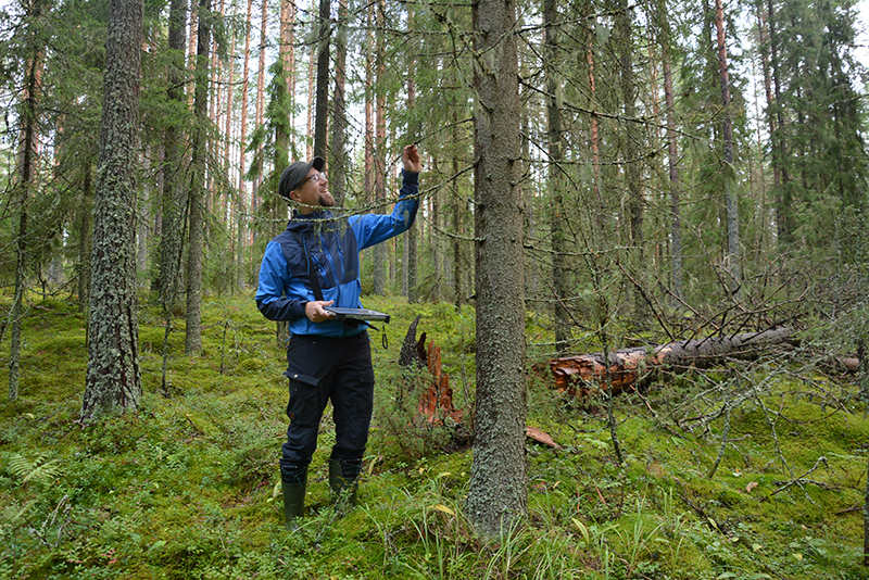 Tuomas Kallio kartoittamassa monikäyttömetsien lajitietoja syksyisessä metsässä.