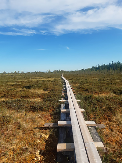 Uudet kahden lankun levyiset pitkospuut kulkevat suon poikki. Taaempana on metsää.