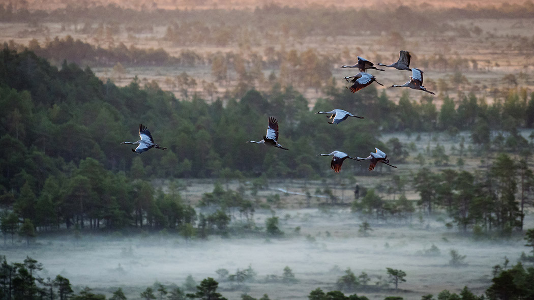 Big birds with wide wings and long feet flying over a mire.