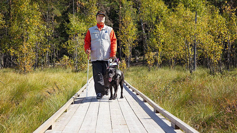 A person coming along a broad wooden trail from a forest to an open mire with a guide dog.