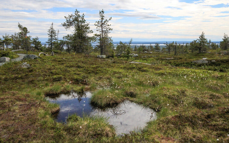 Maisema vaaran huipulta, etualalla lätäkkö ja sammalia sekä matalia kuusia.