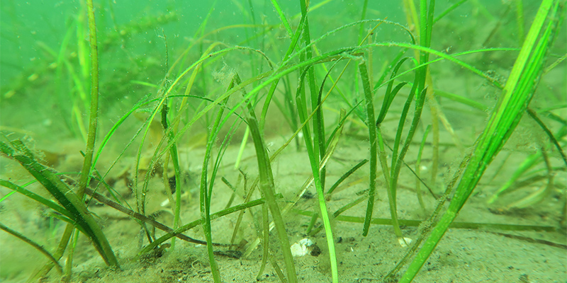 Gräs växer på sandbotten under vattenytan.