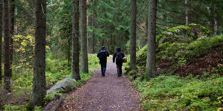 Två människor med ryggsäck går på en bred sandstig i granskogen, den ena har en korg.