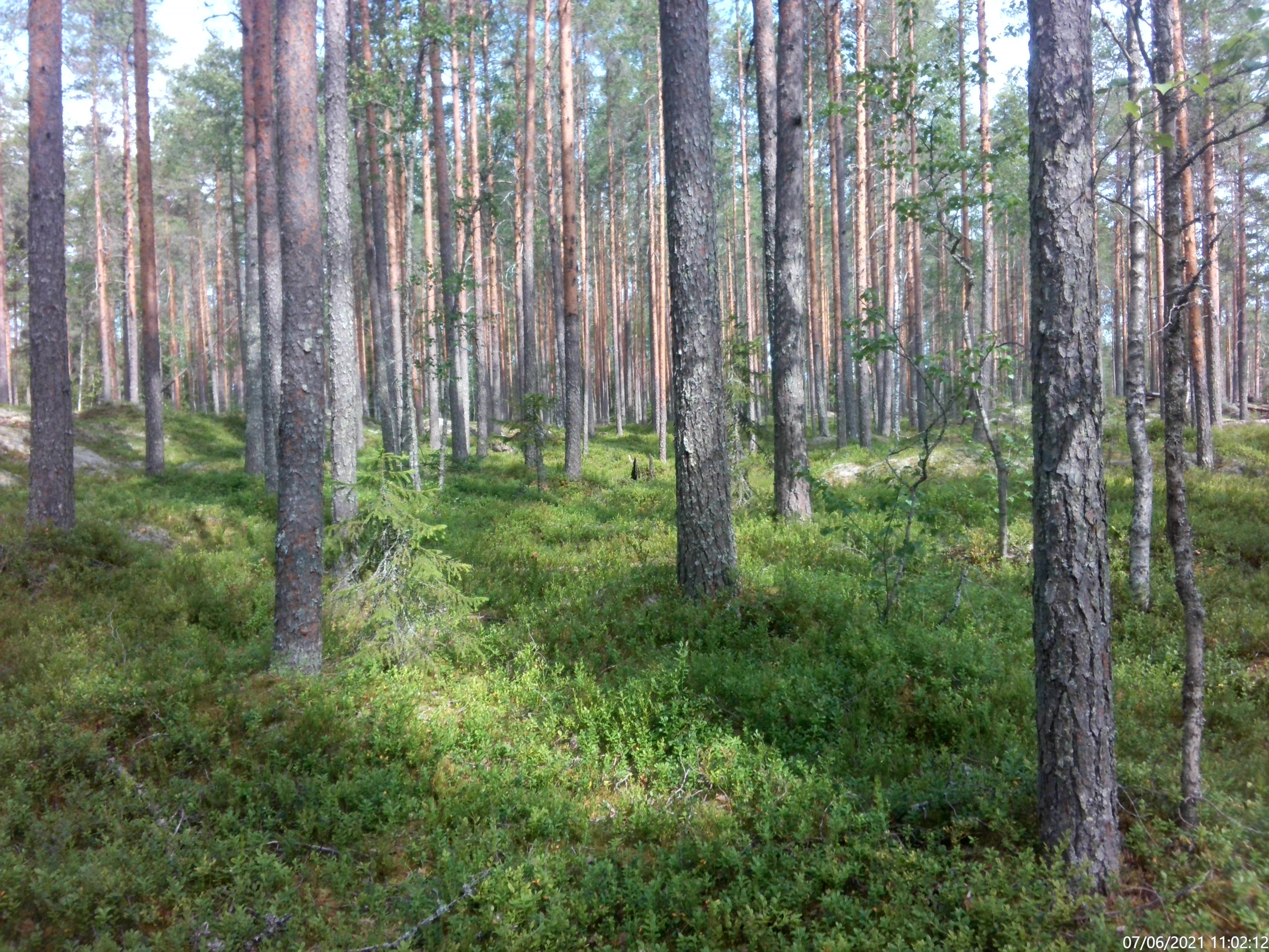 Joutsenlammin monikäyttömetsää. Kuva Iiro Reinola