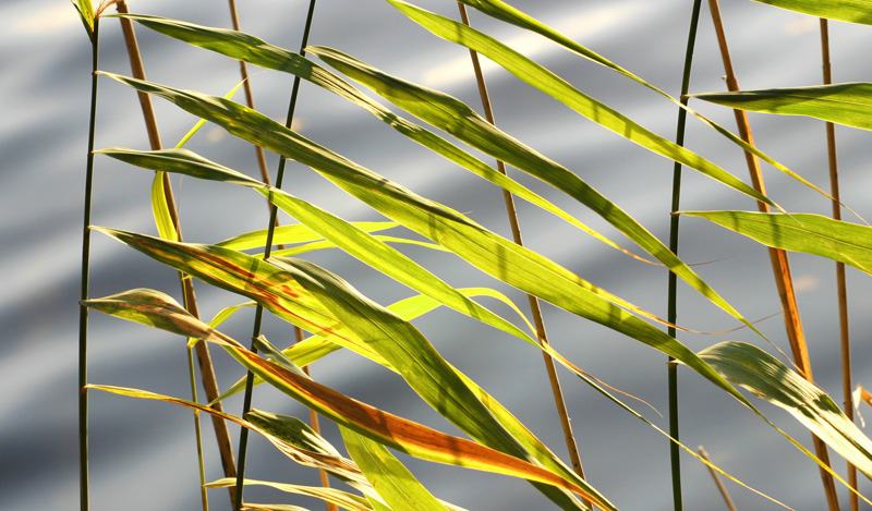 Lake reeds in autumn colors.