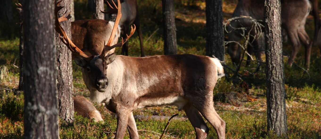 Metsäpeura, jolla on isot sarvet, kävelee metsässä. Taustalla näkyy muita metsäpeuroja.