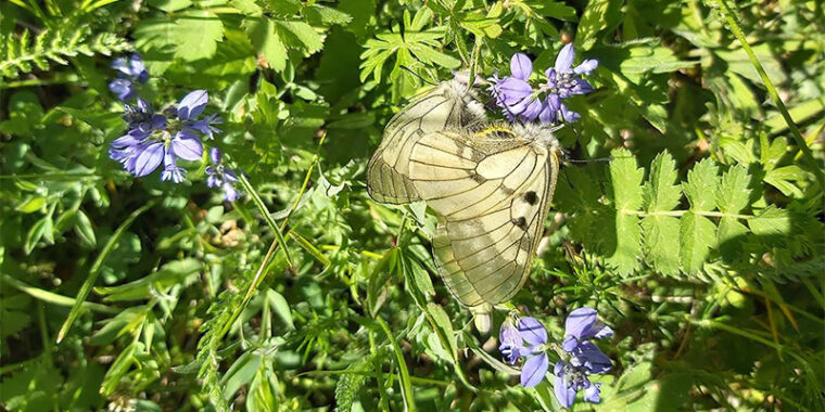 Kaksi perhosta vierekkäin, pitävät kiinni kukkivista kukista.